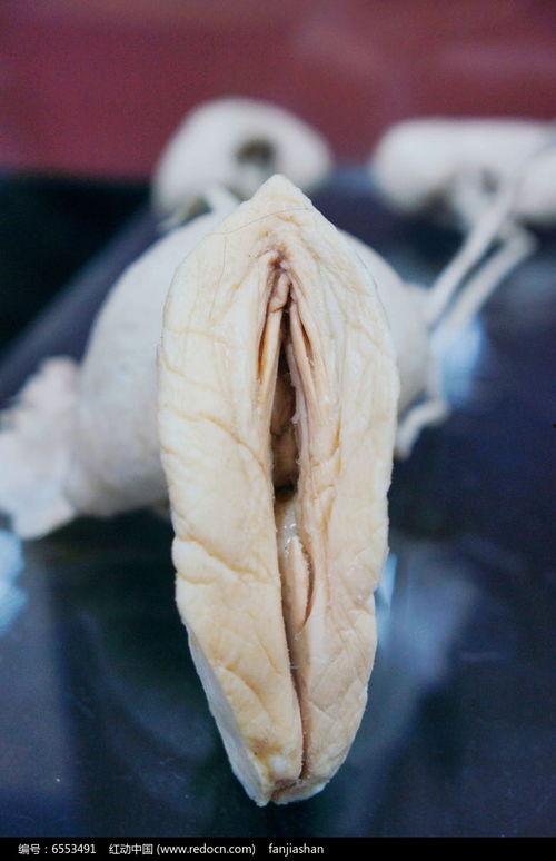 女阴真实图片,真实女阴图片解析
