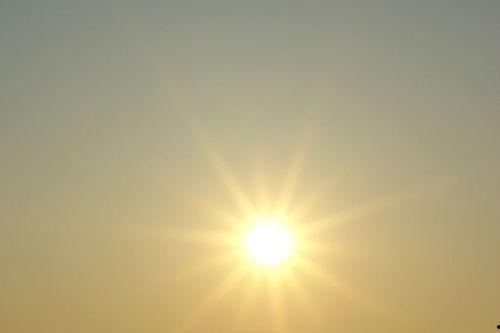 毒太阳图片,揭示神秘生物的神秘面纱